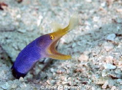 Blue ribbon eel shot at house reef in Wakatobi (world's b... by Roine Gabrielsson 